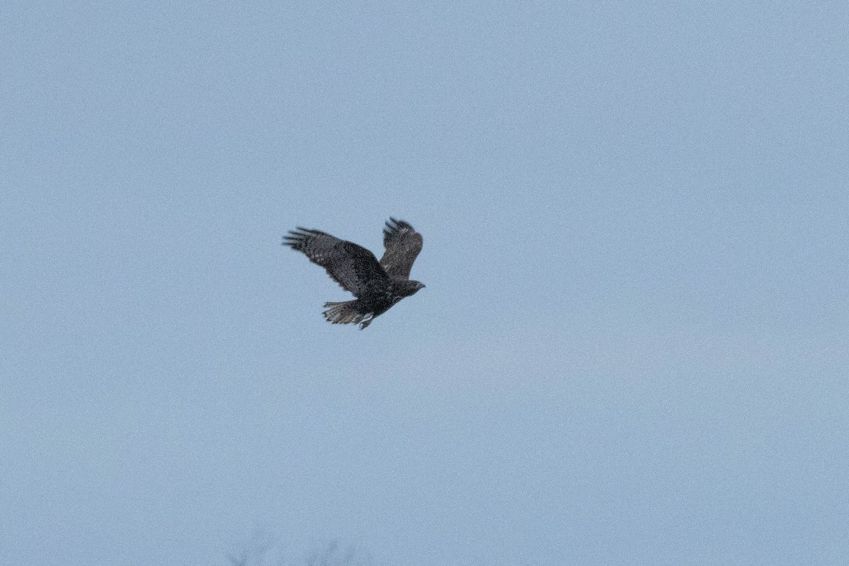 Red-tailed Hawk (Harlan's) - ML614445289