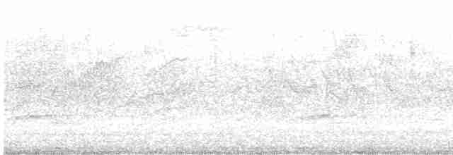 Çam İsketesi (pinus/macropterus) - ML614445531