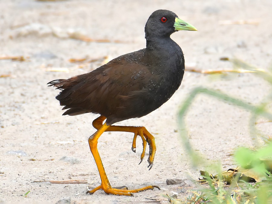 Plain Bush-hen - eBird