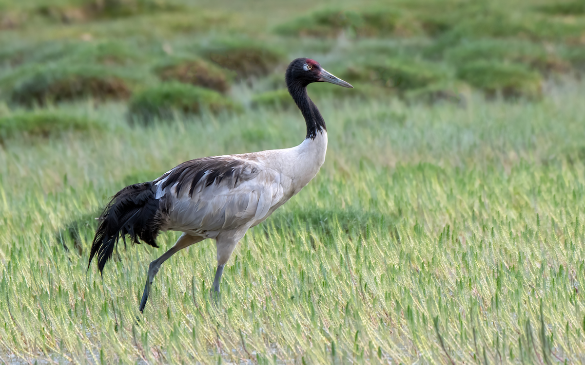 Black-necked Crane - Parmil Kumar