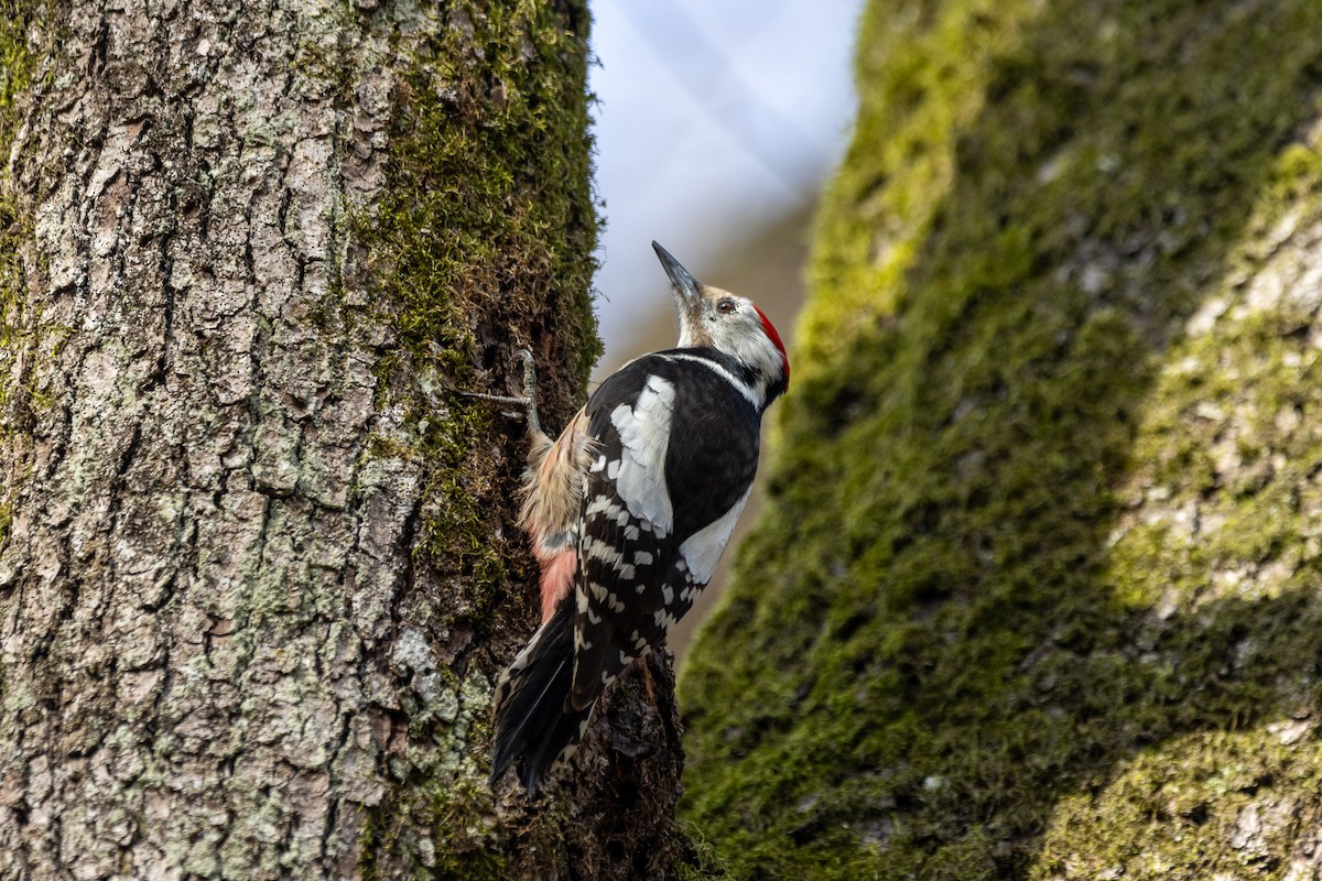 Middle Spotted Woodpecker - ML614445967