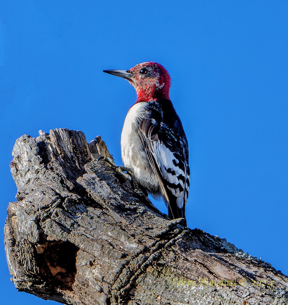 Red-headed Woodpecker - ML614445982