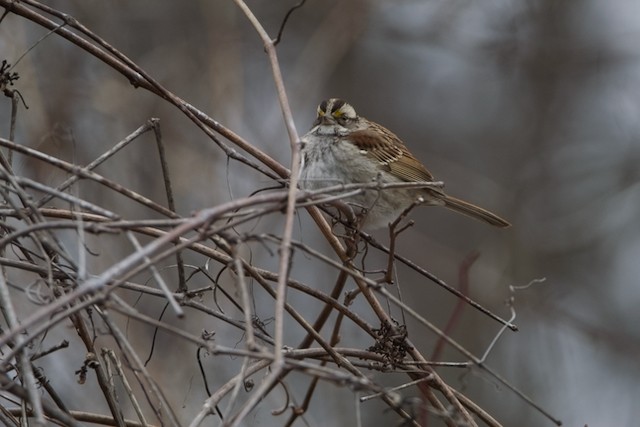 White-throated Sparrow - ML614446109
