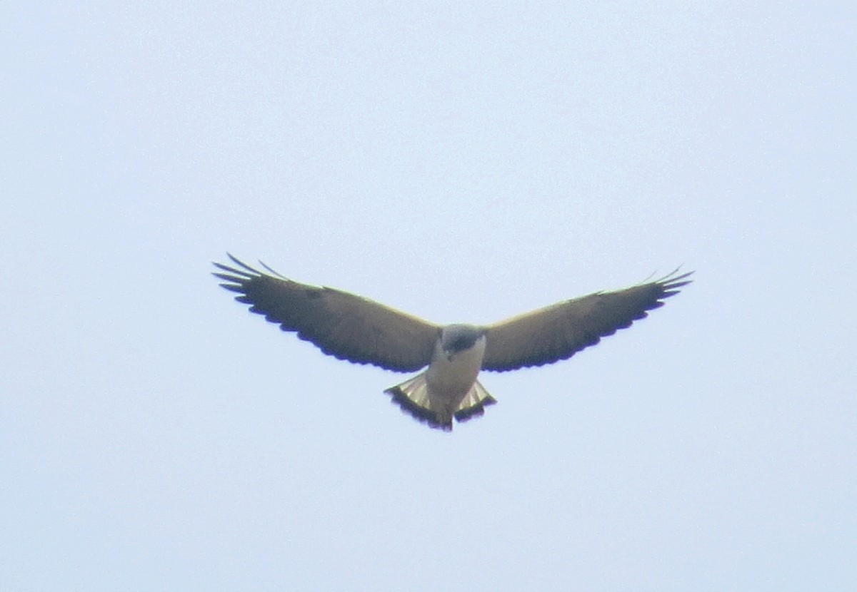 White-tailed Hawk - ML614446233