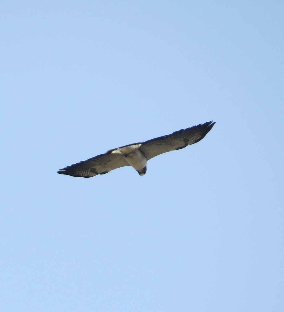 White-tailed Hawk - ML614446397