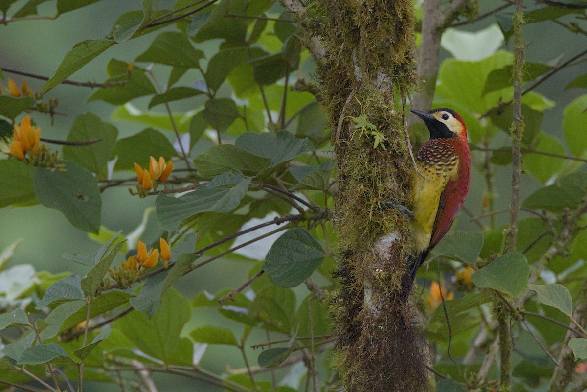 Crimson-mantled Woodpecker (Crimson-mantled) - Severin Uebbing