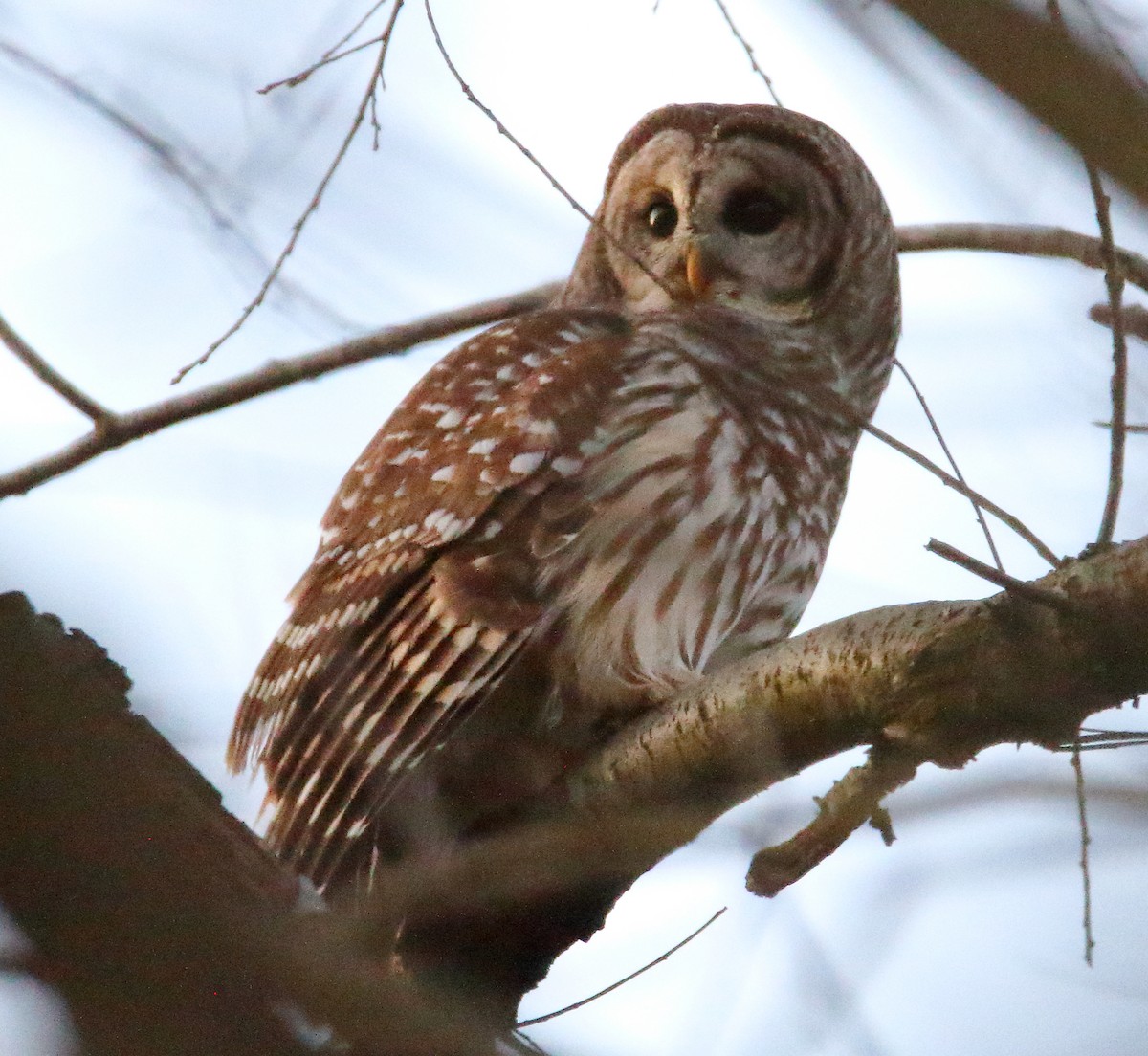 Maryland-DC Breeding Bird Atlas Checklist - 5 Feb 2024 - Madonna ...