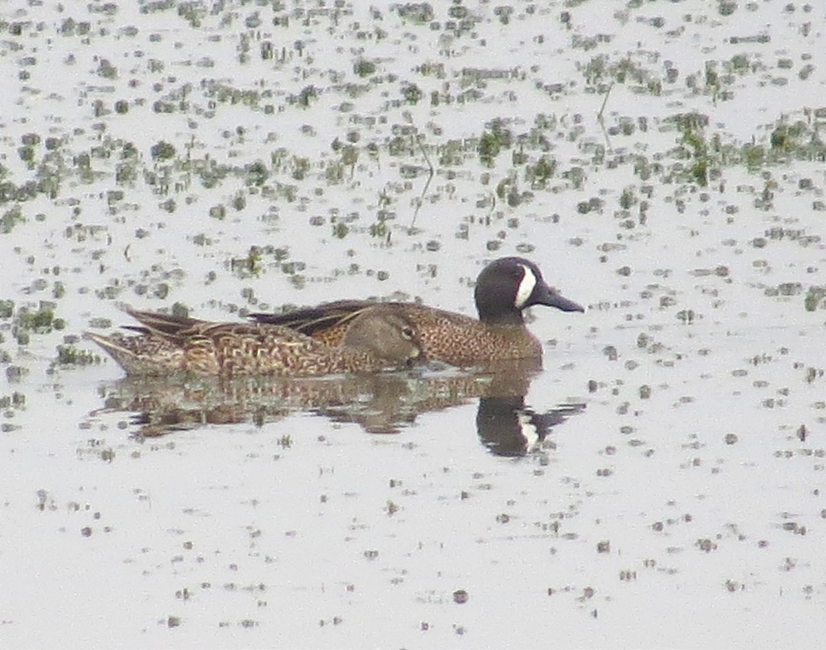 Blue-winged Teal - ML614446922