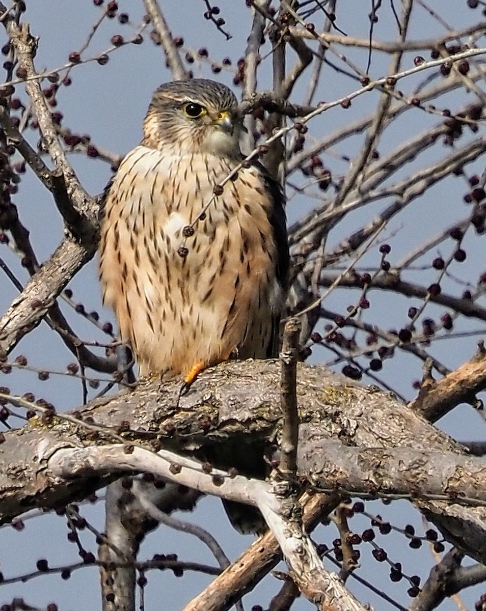 Ebird Checklist Jan Casarrubuelos Species