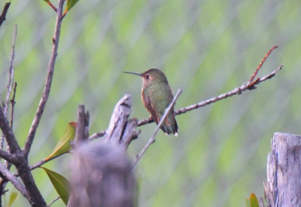 Allen's Hummingbird - ML614447265