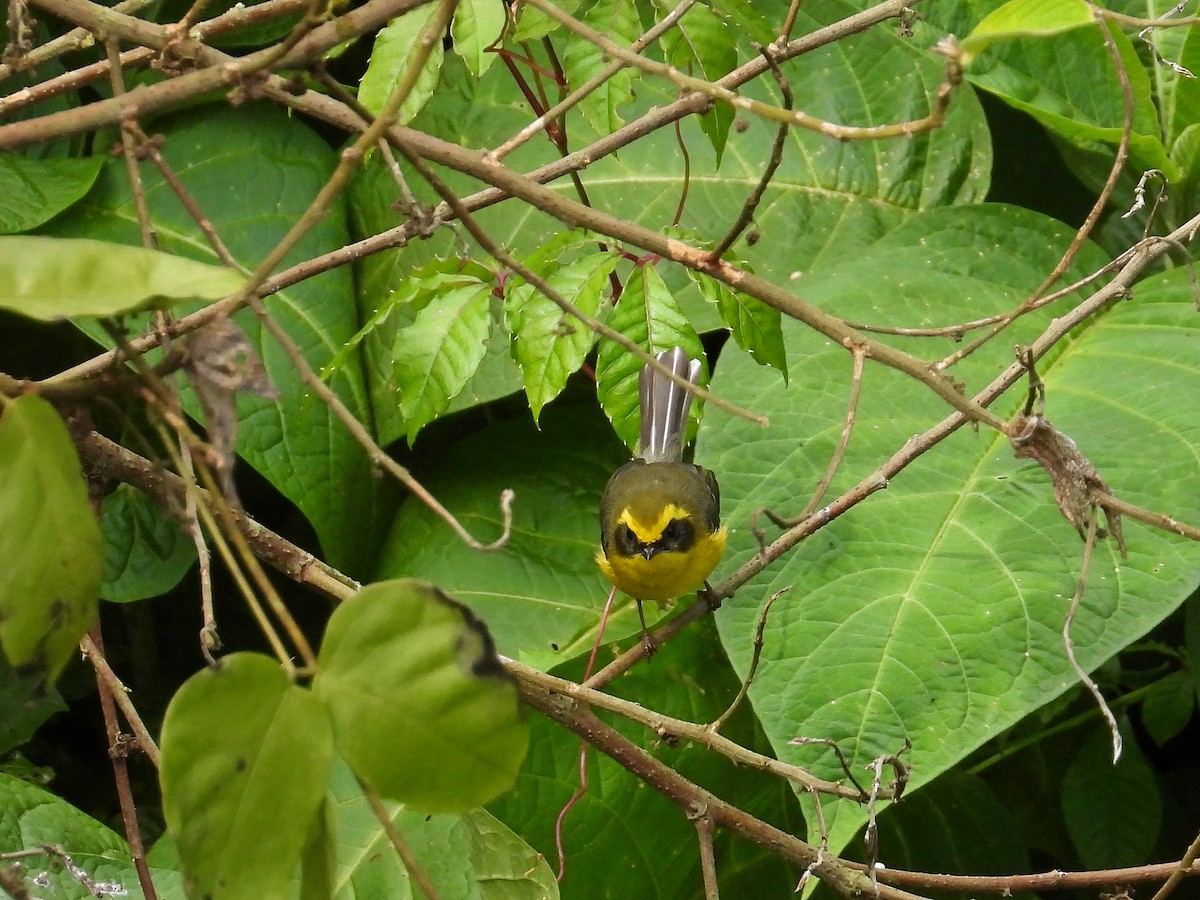 Yellow-bellied Fairy-Fantail - ML614447271