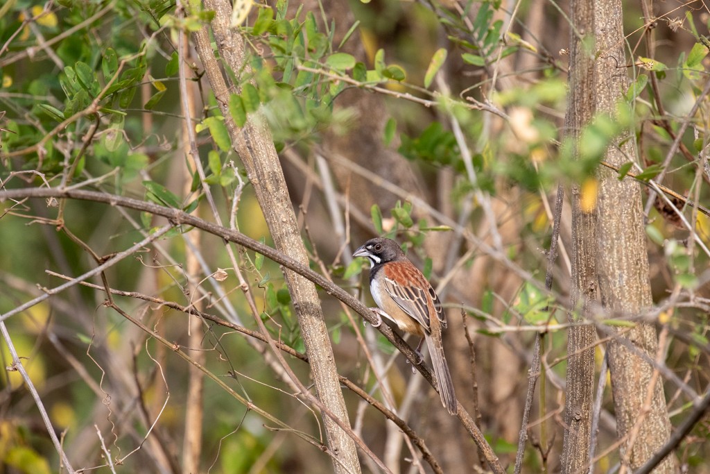 Black-chested Sparrow - ML614447348