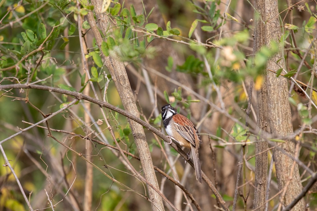 Black-chested Sparrow - ML614447349