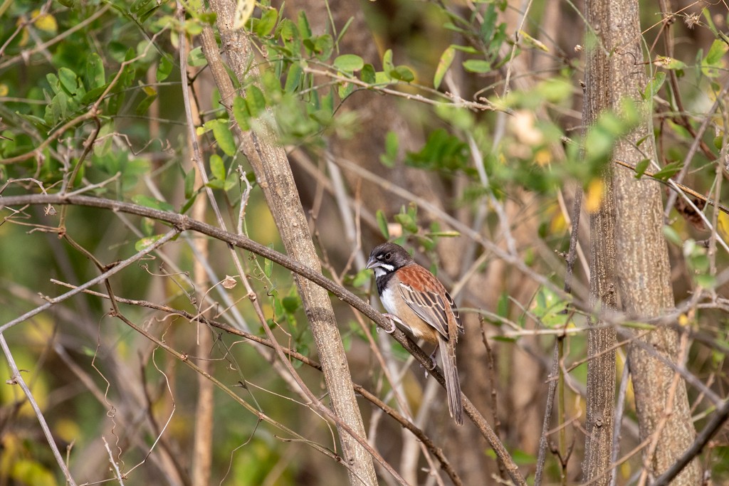 Black-chested Sparrow - ML614447350