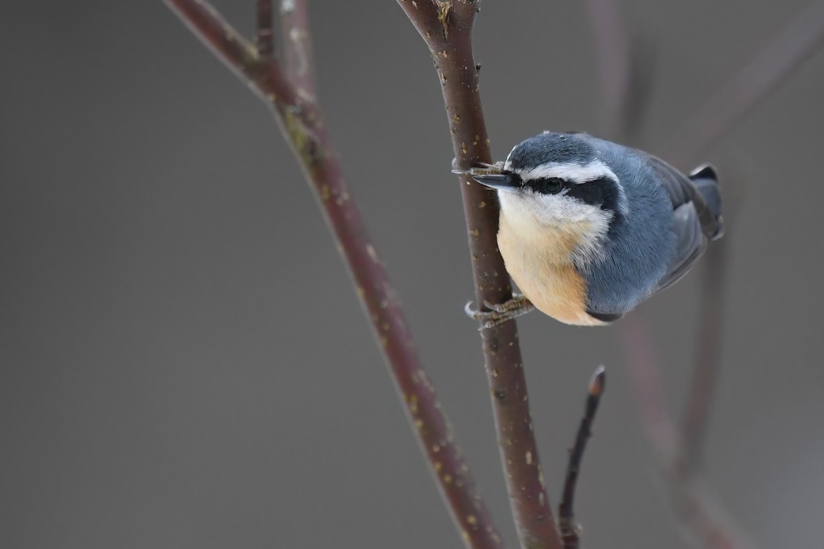 Red-breasted Nuthatch - ML614447807