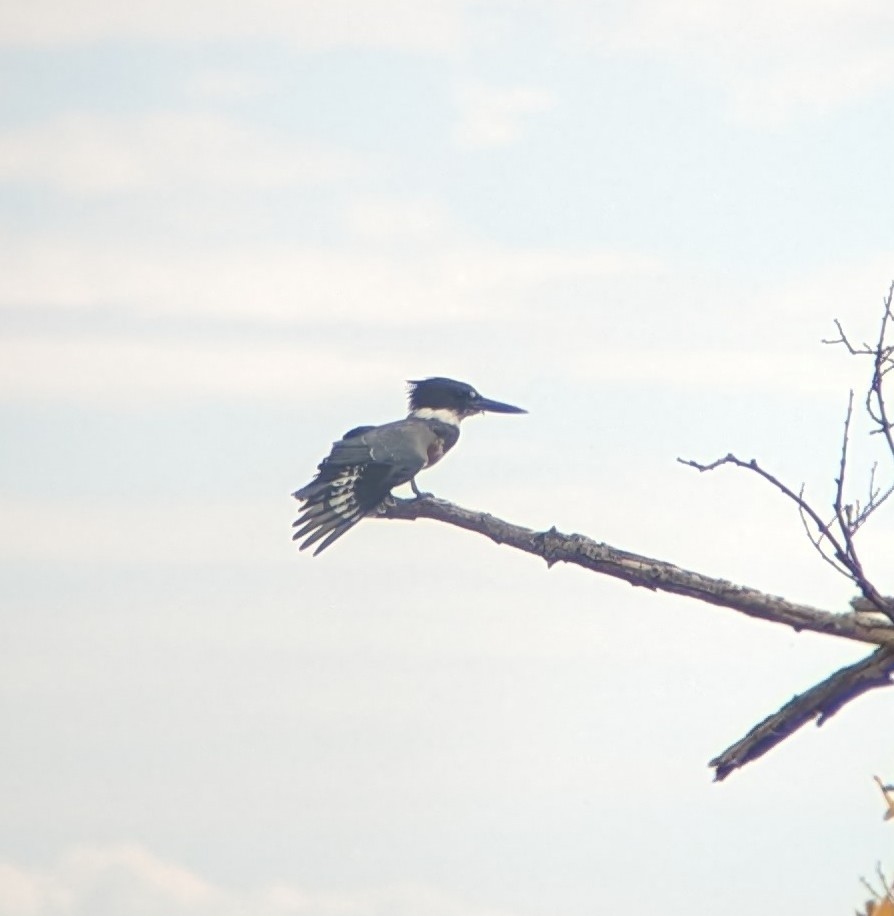 Belted Kingfisher - ML614448166