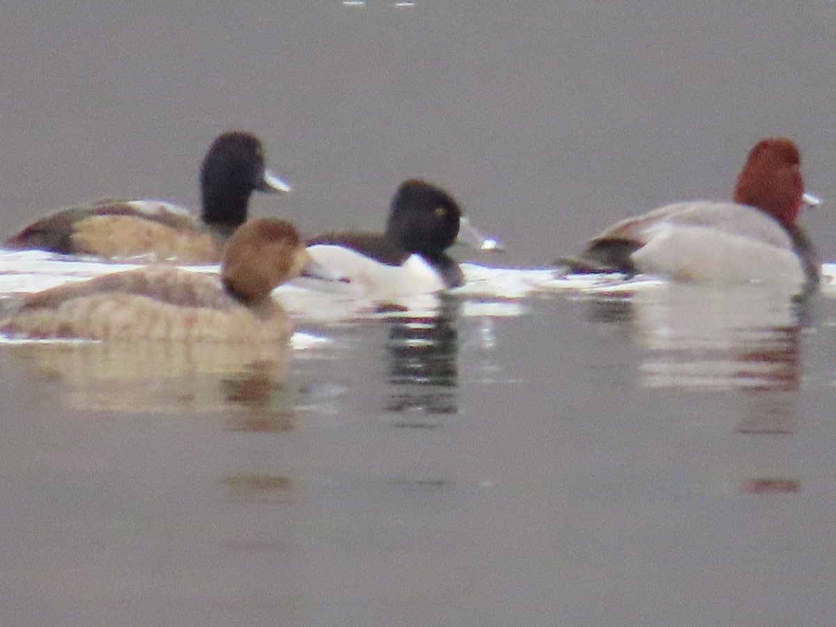 Ring-necked Duck - ML614448222
