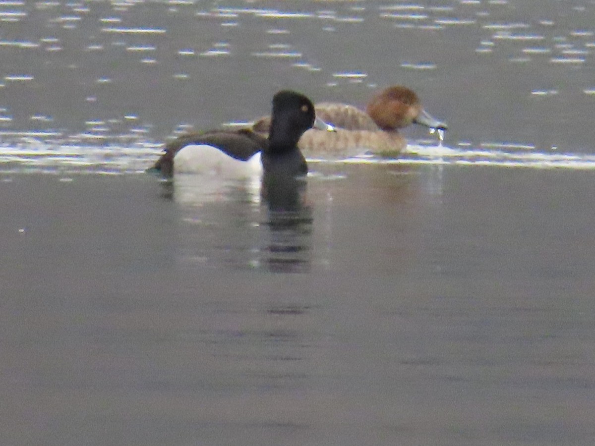 Ring-necked Duck - Mayte Torres