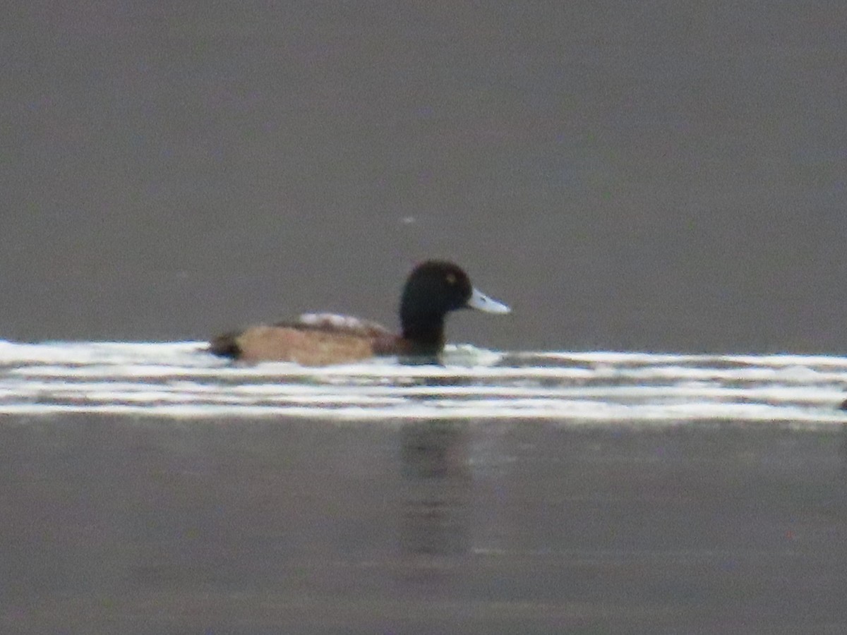 Greater Scaup - ML614448320