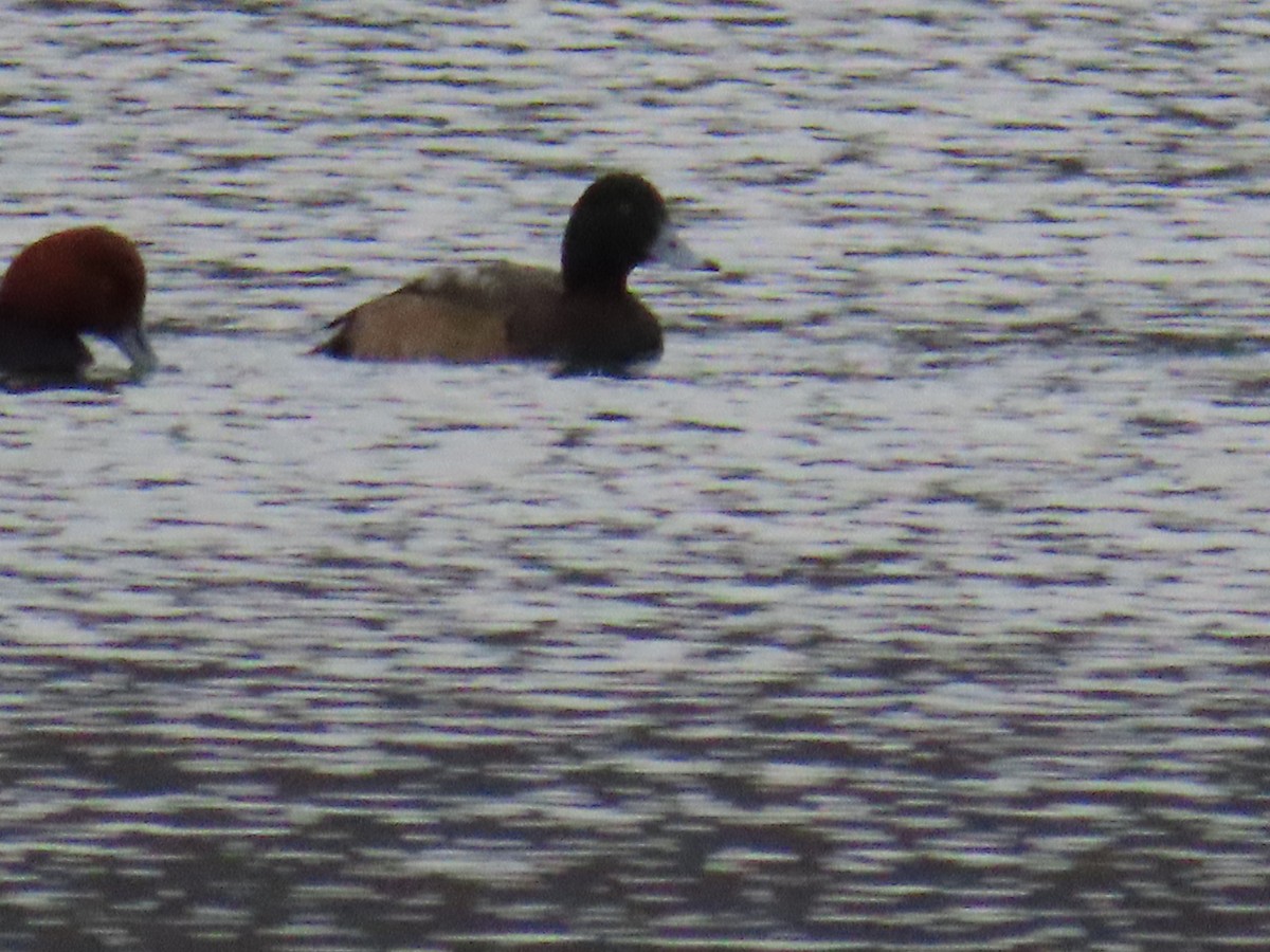 Greater Scaup - ML614448330