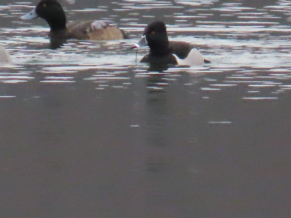 Greater Scaup - ML614448359