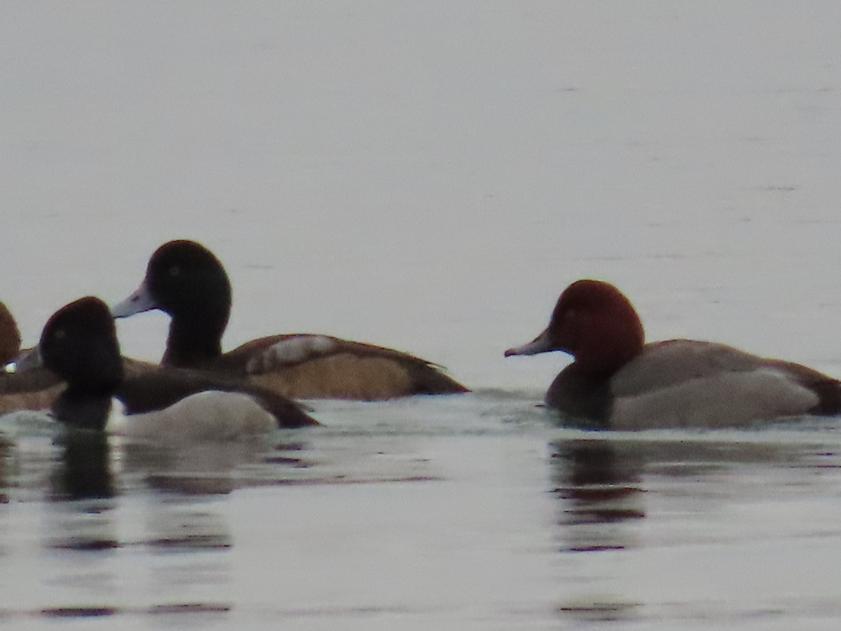 Greater Scaup - ML614448485
