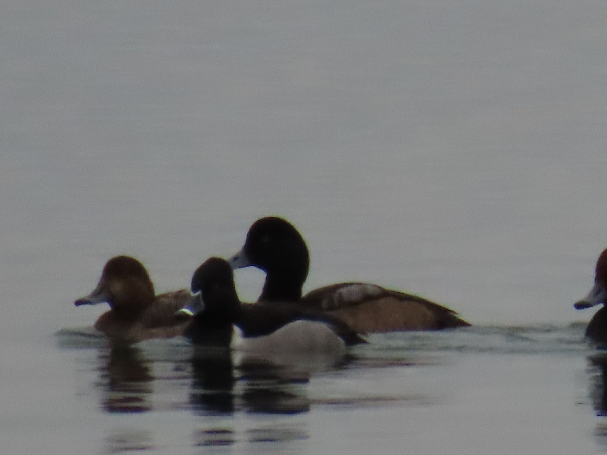 Greater Scaup - ML614448486