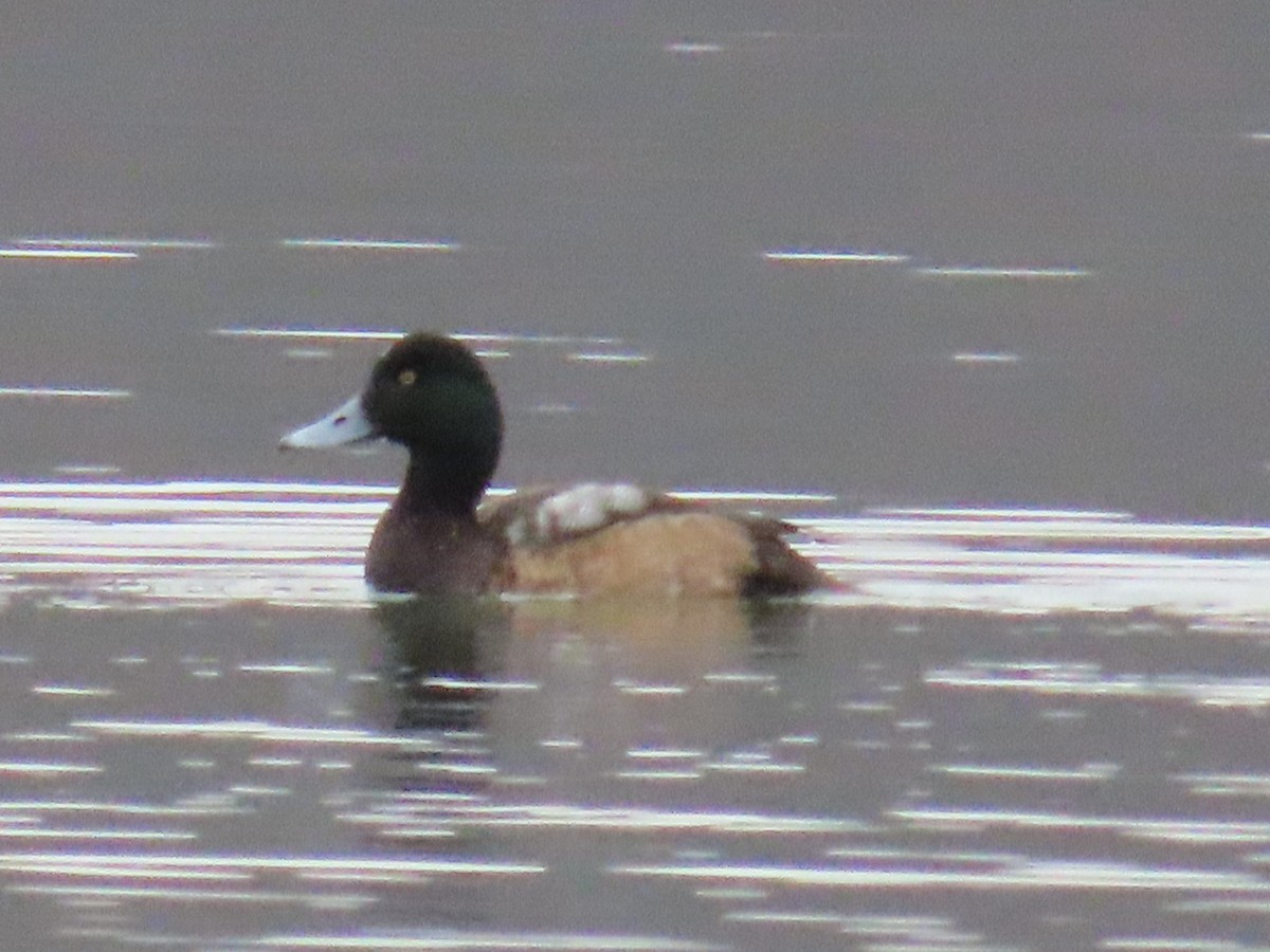 Greater Scaup - ML614448487