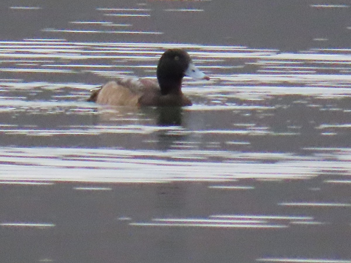 Greater Scaup - ML614448489