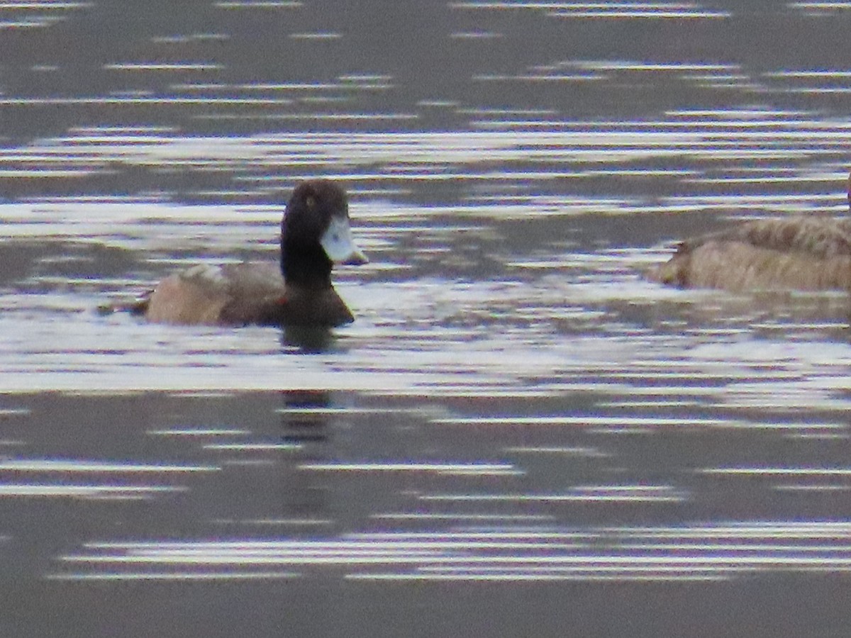 Greater Scaup - ML614448490