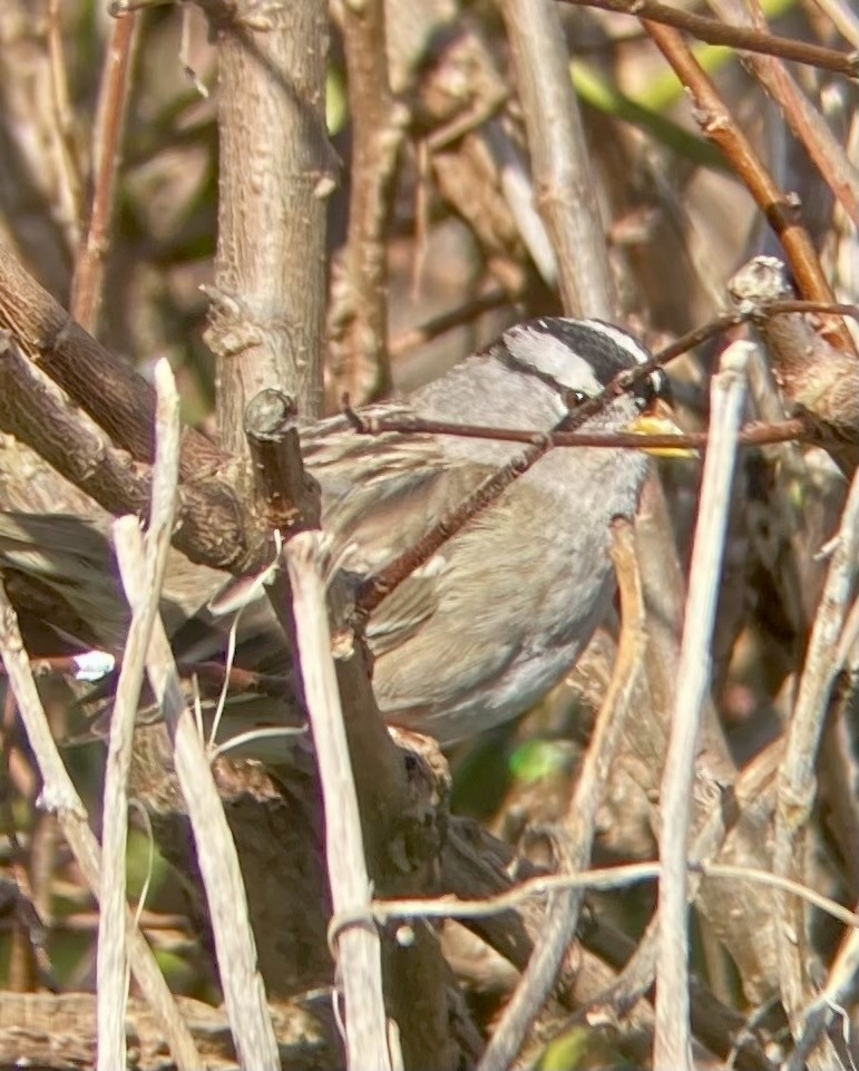 White-crowned Sparrow - ML614448493