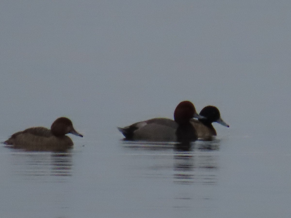 Greater Scaup - ML614448538