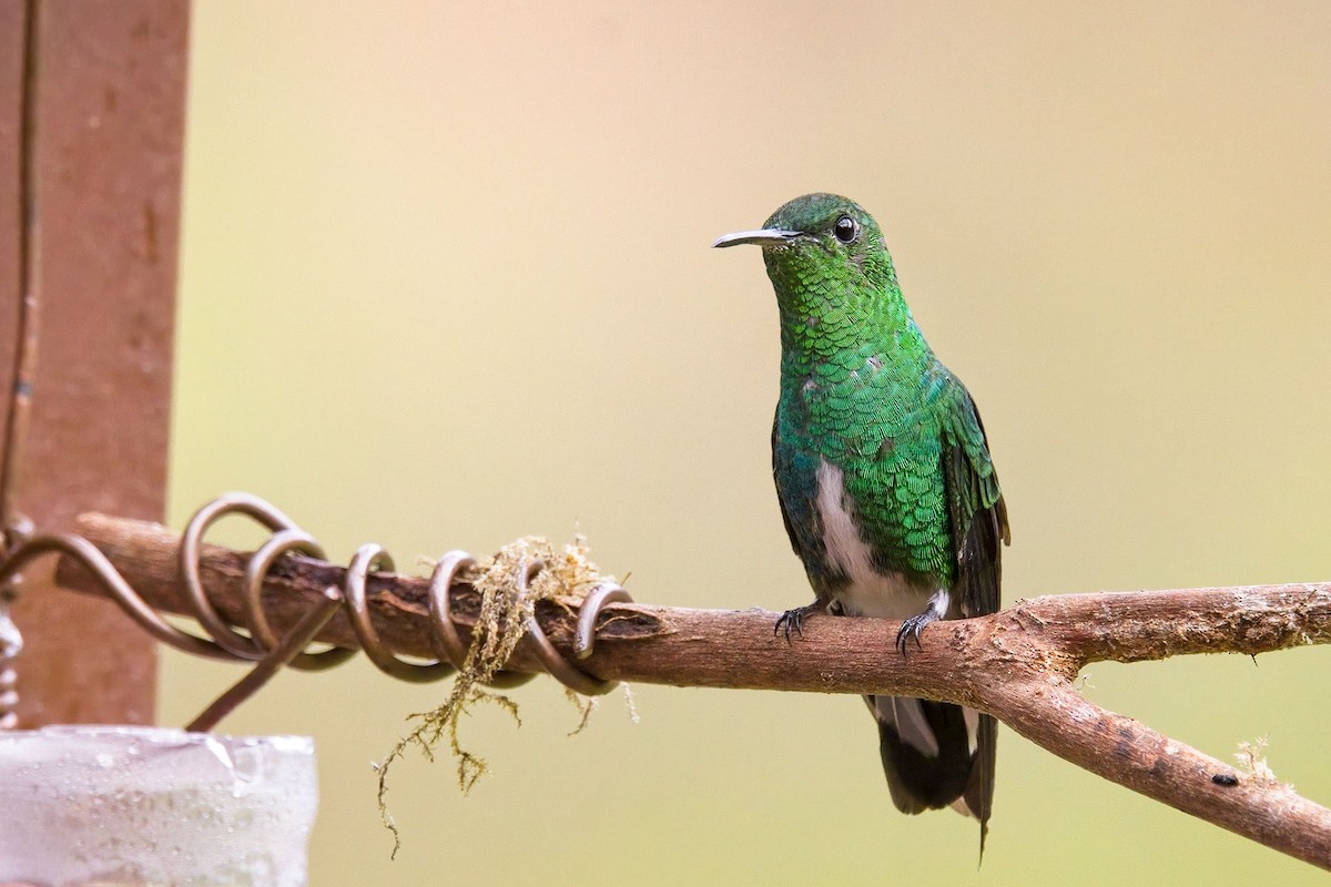 kolibřík zelenopláštíkový - ML614448631