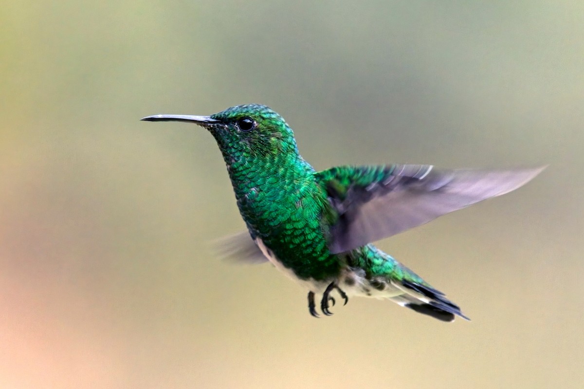 kolibřík zelenopláštíkový - ML614448632