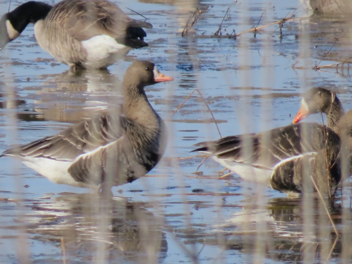 Greater White-fronted Goose - ML614449061