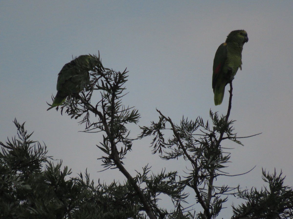 Turquoise-fronted Parrot - ML614449063