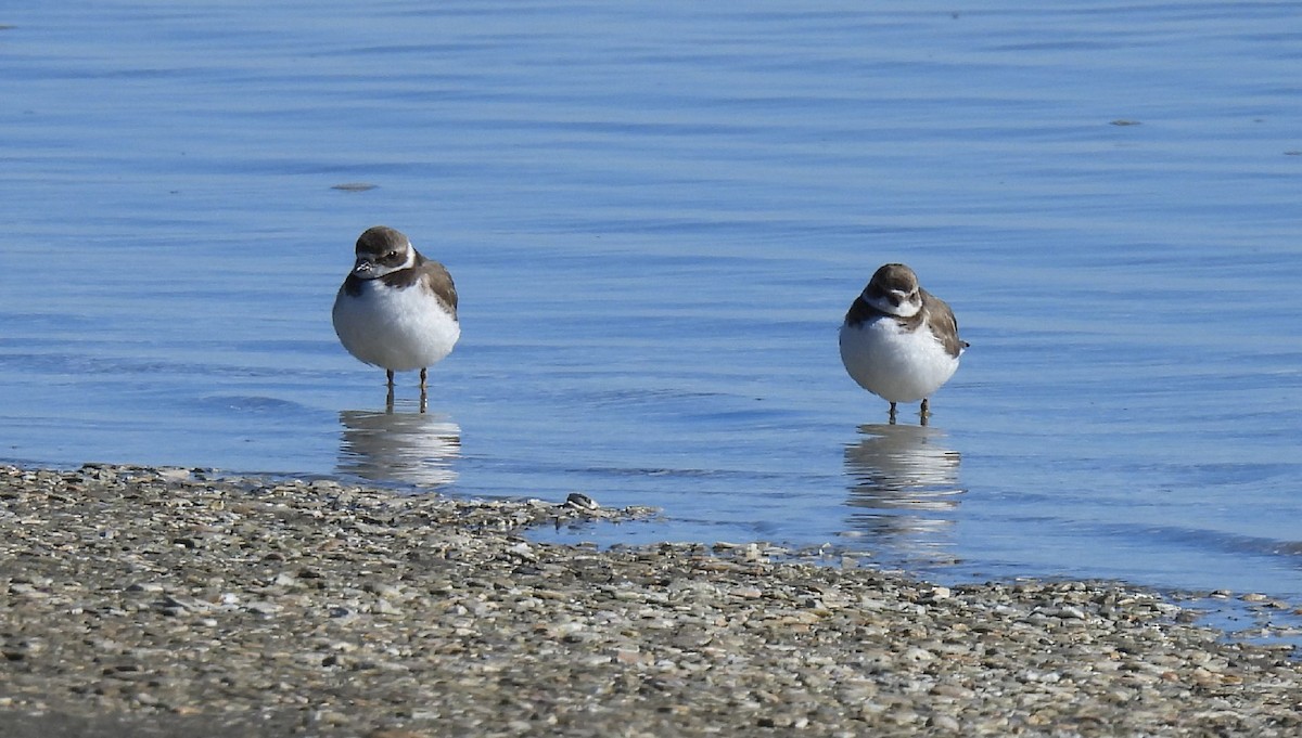 Semipalmated Plover - Marie  Adams