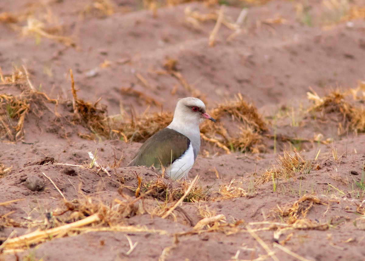 Andean Lapwing - ML614449405