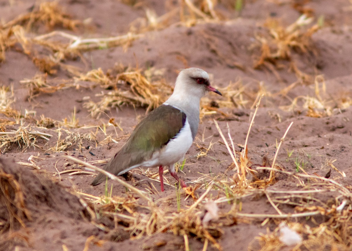 Andean Lapwing - ML614449406