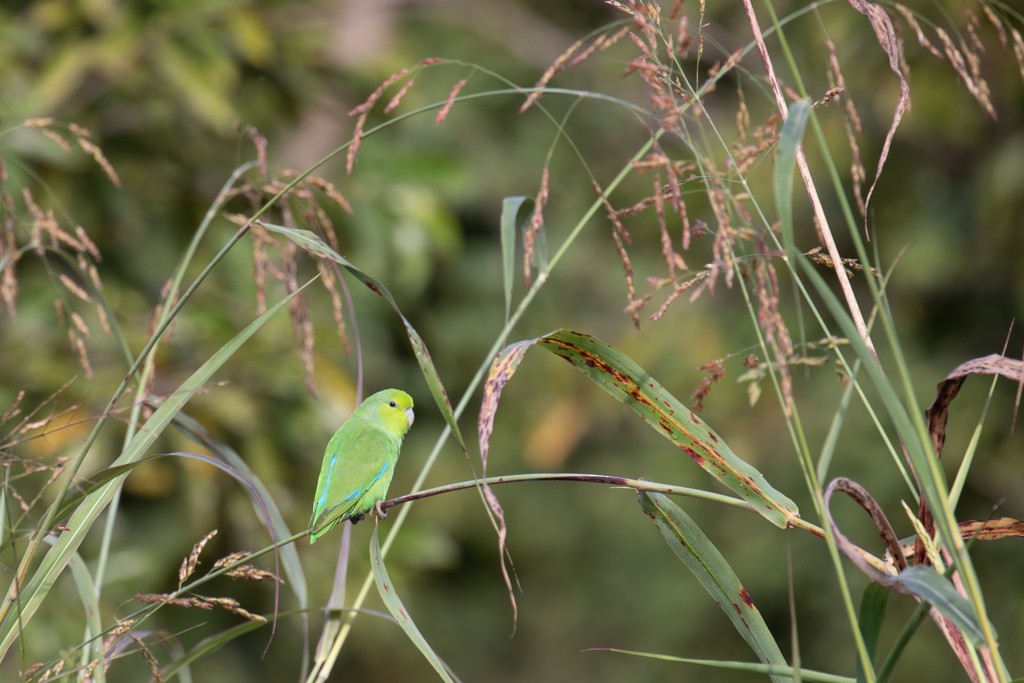 Mexican Parrotlet (Mexican) - ML614449487