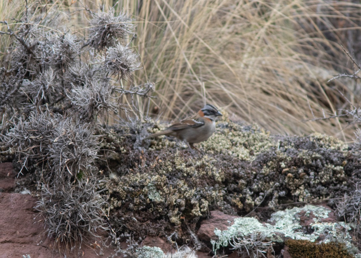 Rufous-collared Sparrow - ML614449612
