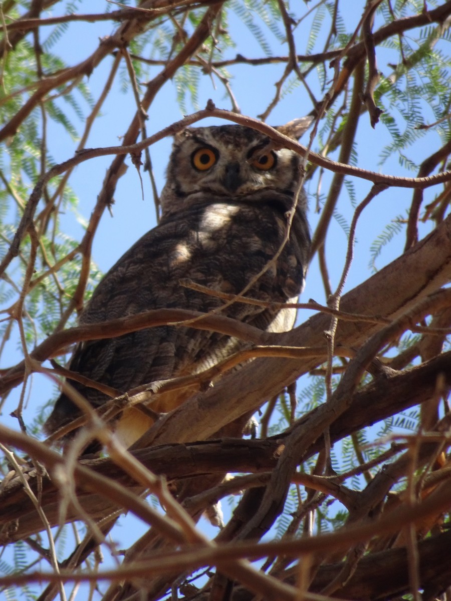Lesser Horned Owl - ML614449752