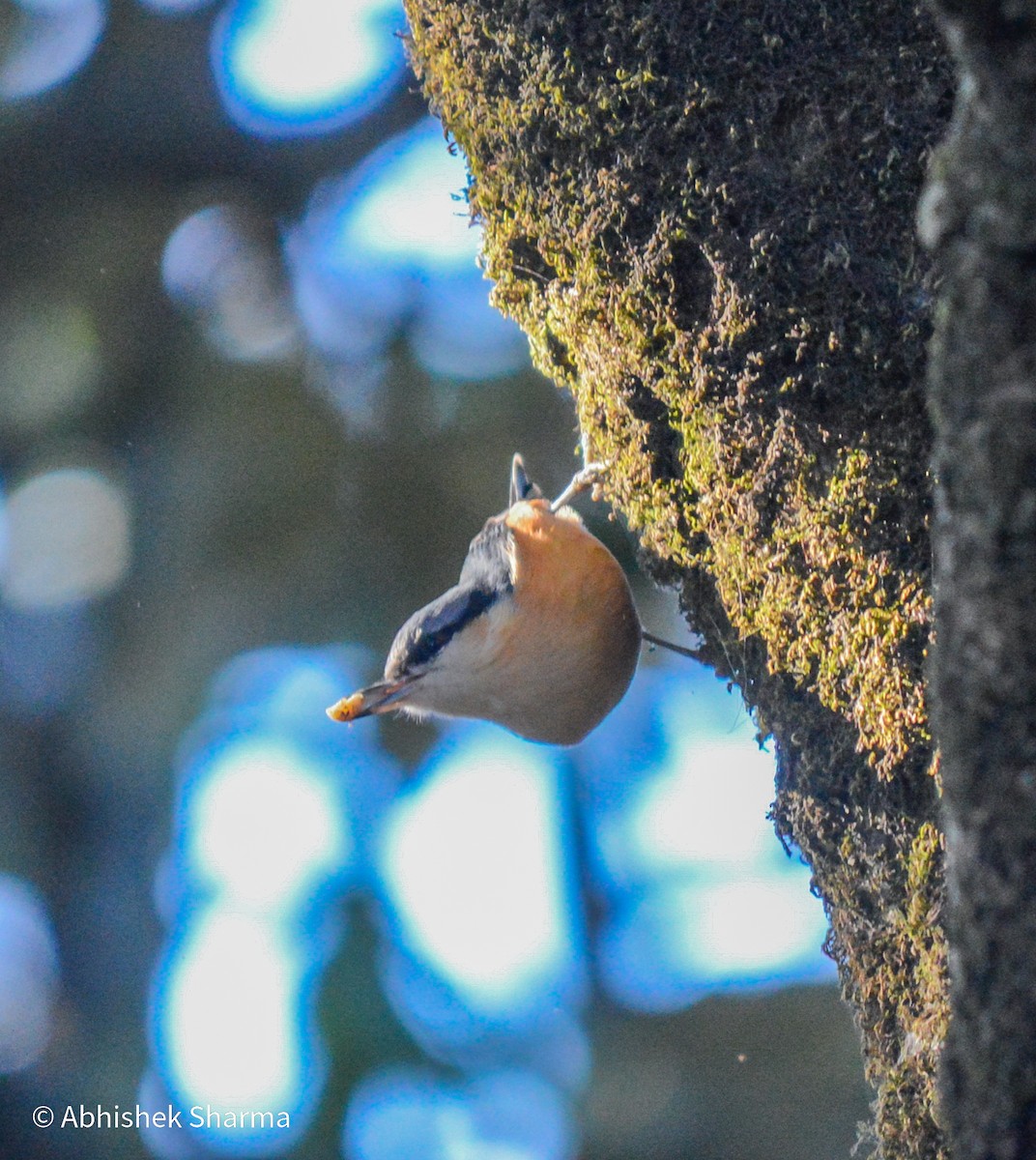 White-tailed Nuthatch - ML614449810