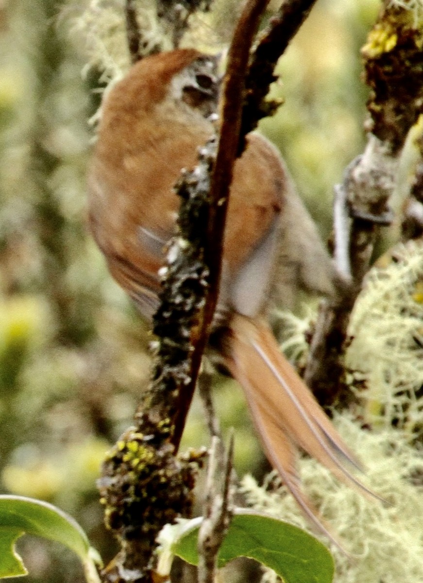 White-browed Spinetail - ML614449954