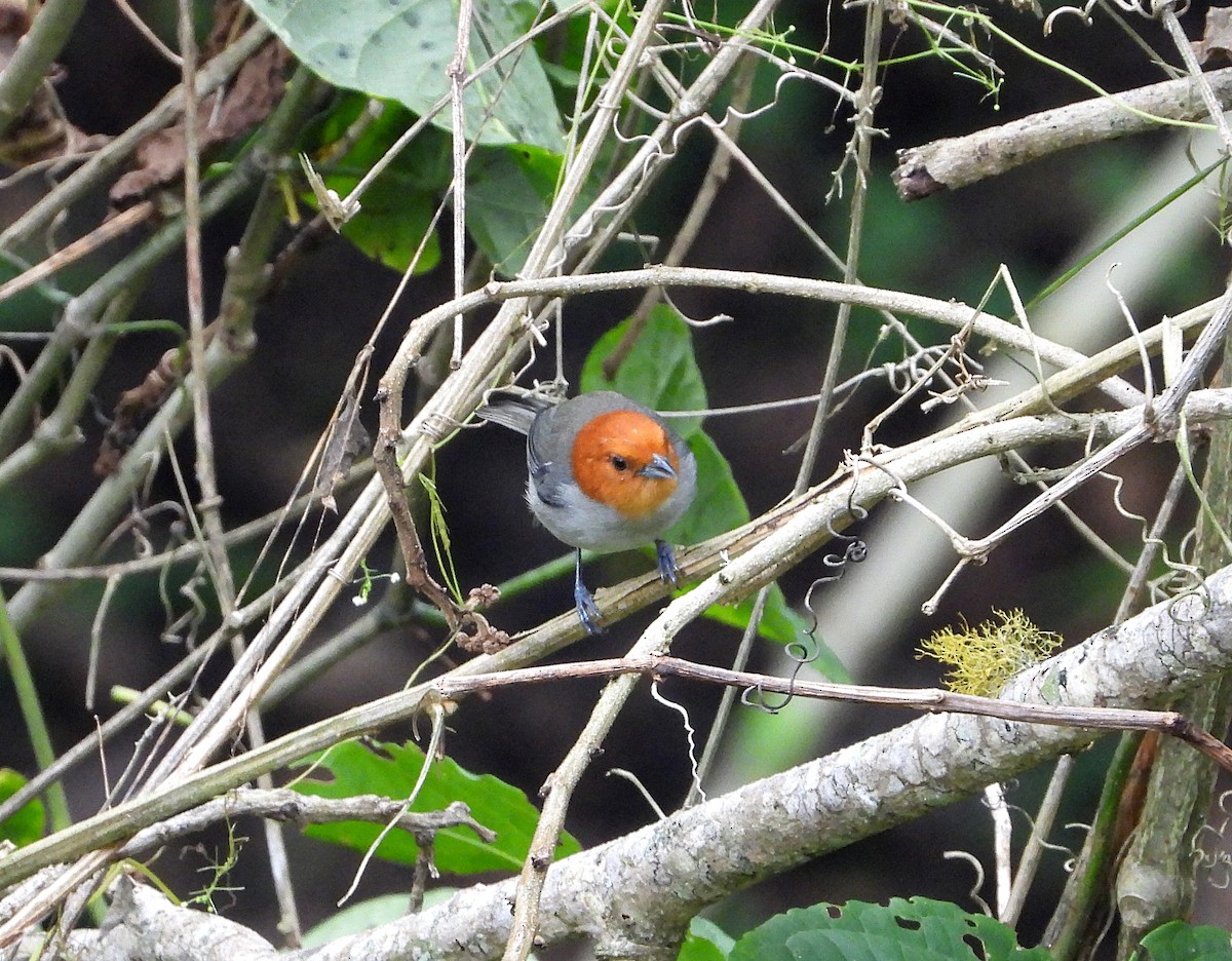 Fulvous-headed Tanager - ML614449975