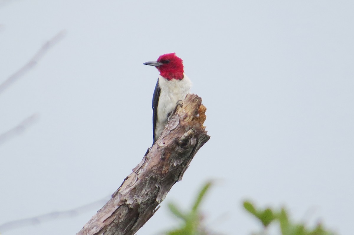 Red-headed Woodpecker - ML614450099