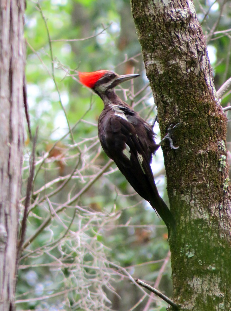 Pileated Woodpecker - ML614450113