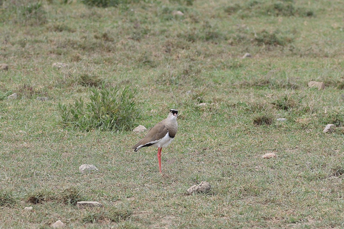 Crowned Lapwing - ML614450283