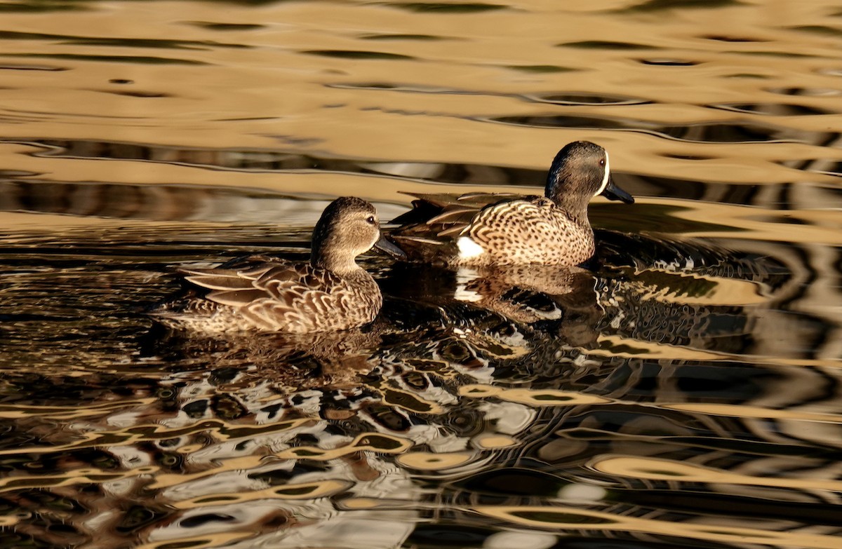 Blue-winged Teal - ML614450385