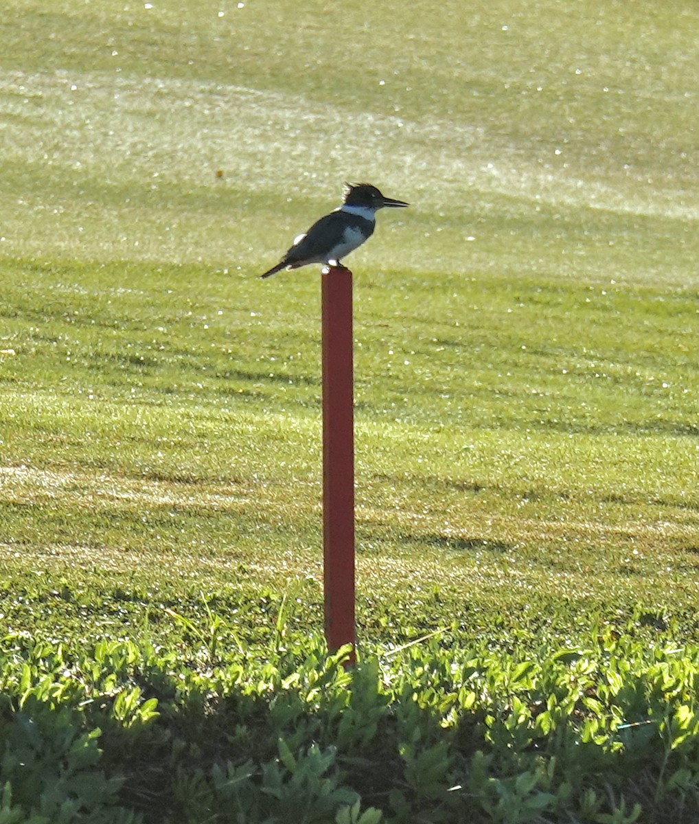 Belted Kingfisher - ML614450473